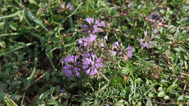 Pennyroyal growing as ground cover with purple blooms