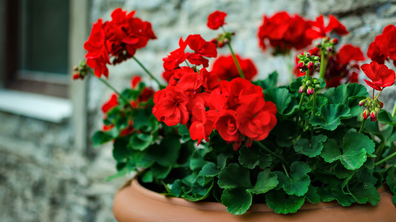 Red Geraniums growing in a pot