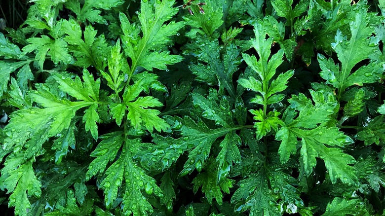 Close-up of wormwood