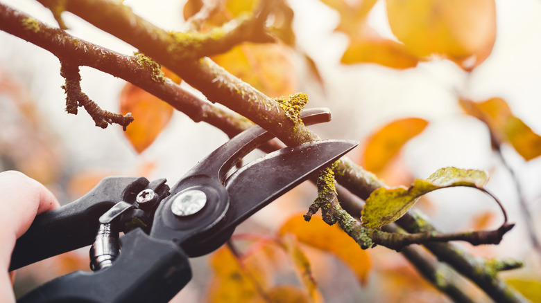 pruner cutting a limb