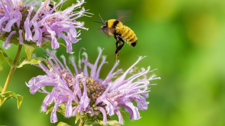 Bee hovering over bee balm 