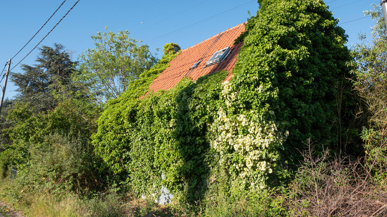 Voici les plantes que vous ne devriez pas cultiver près de votre maison