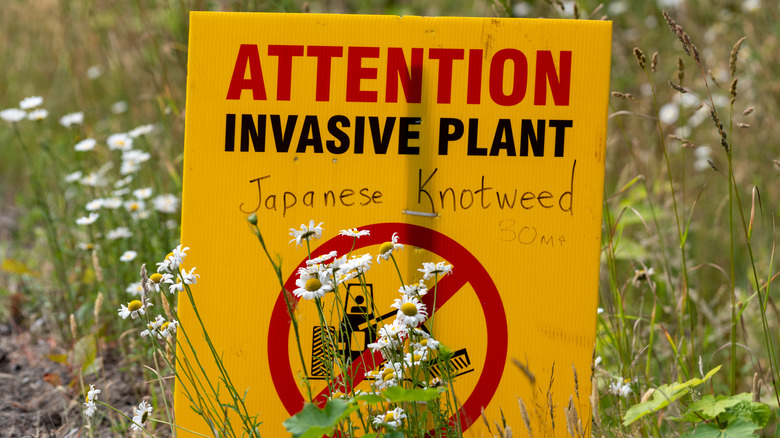 Voici les plantes que vous ne devriez pas cultiver près de votre maison