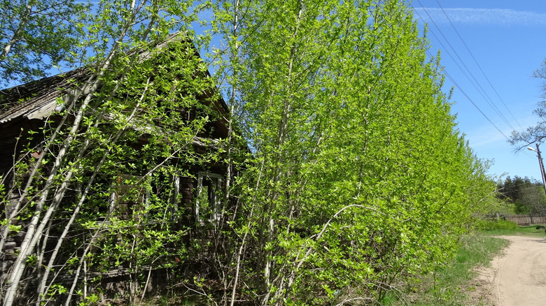 Voici les plantes que vous ne devriez pas cultiver près de votre maison