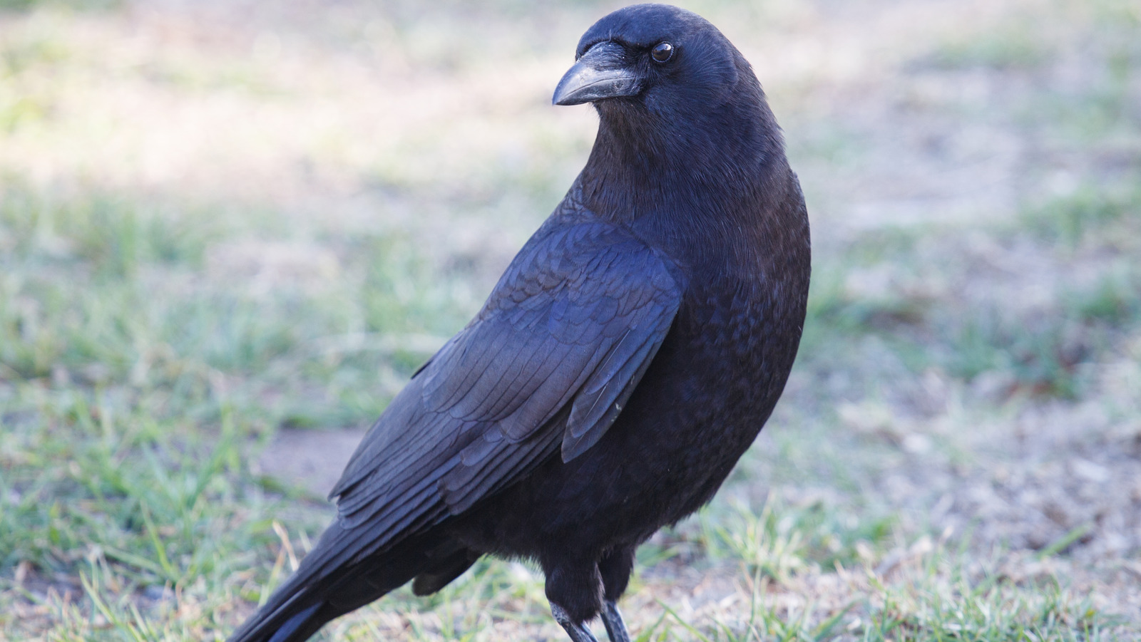 Plants You'll Want In Your Yard Or Garden To Attract Crows