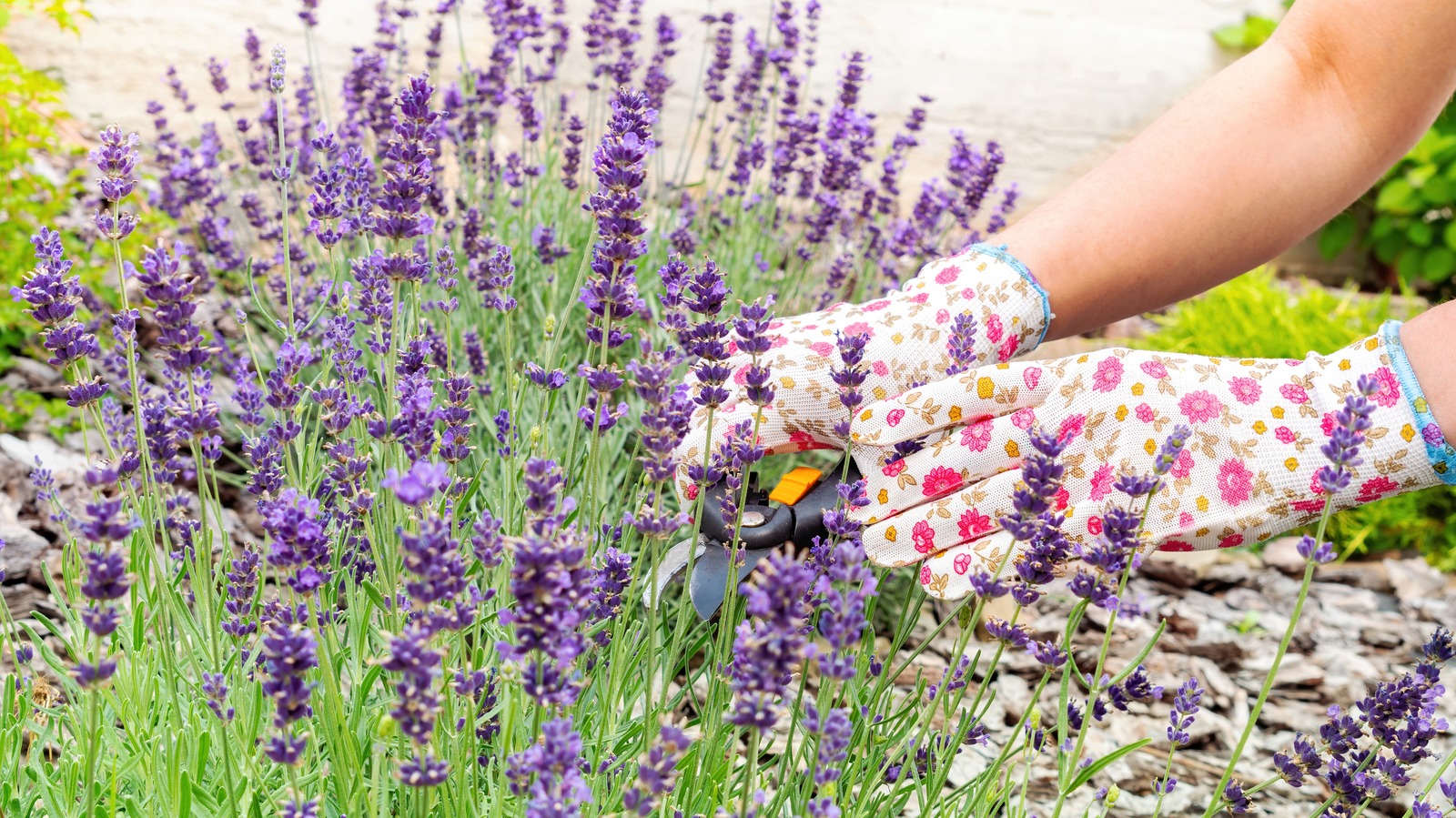 Plants That Aren't Good Companions For Lavender