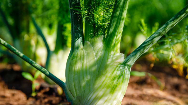 Fennel dirt