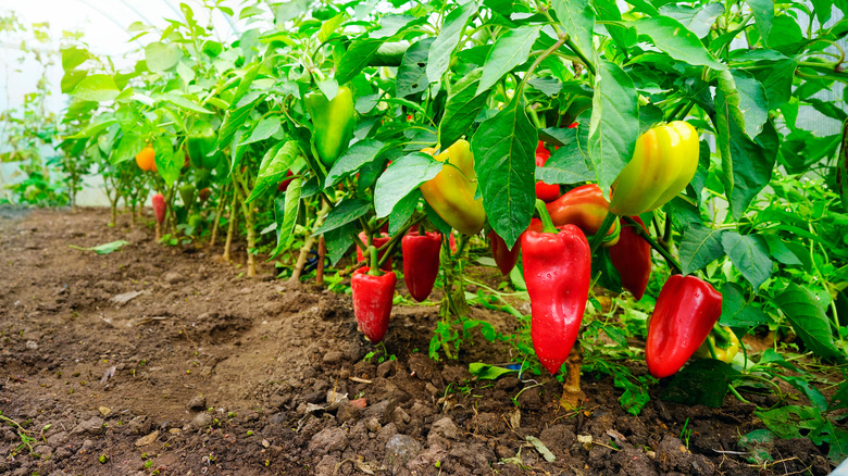 Peppers in garden