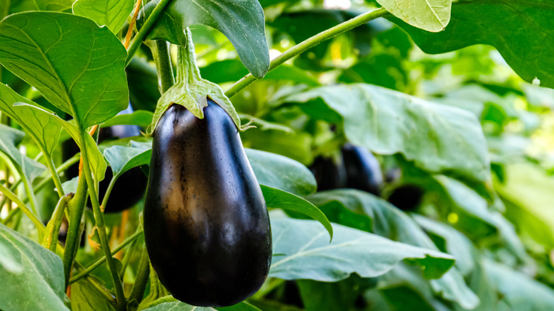 Eggplant leaves