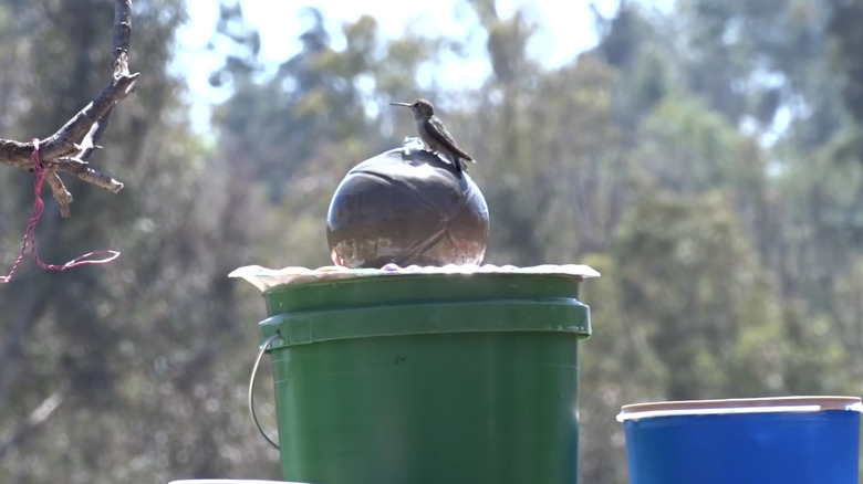 Bird sitting and drinking on a DIY birdbath