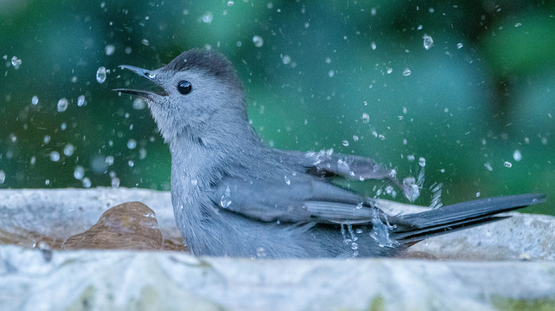 Bird playing in birdbath