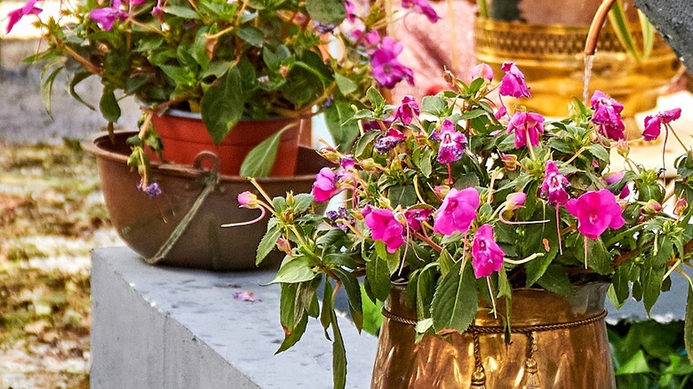 Lemon balm plant labeled on wood marker, growing in gilded copper planter