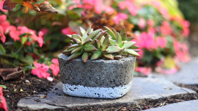 a hypertufa planter with succulents
