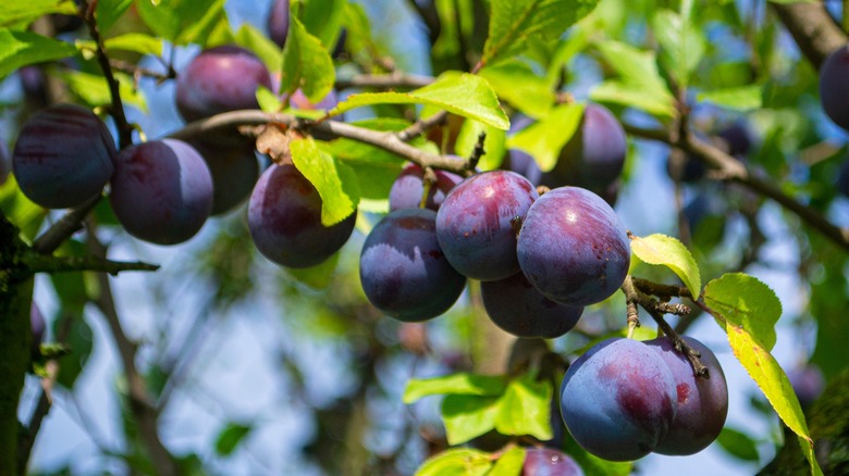 plums on a tree