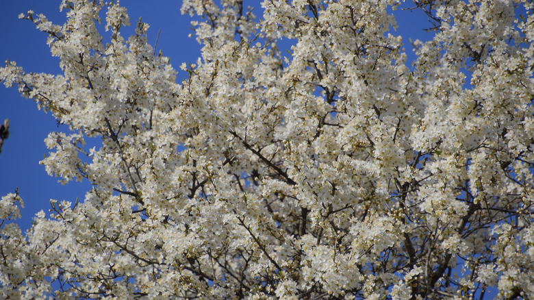 The branches of a plum tree in full bloom against the blue sky.
