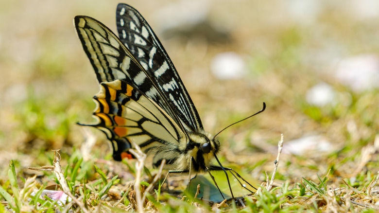 Eastern swallowtail butterfly on the ground