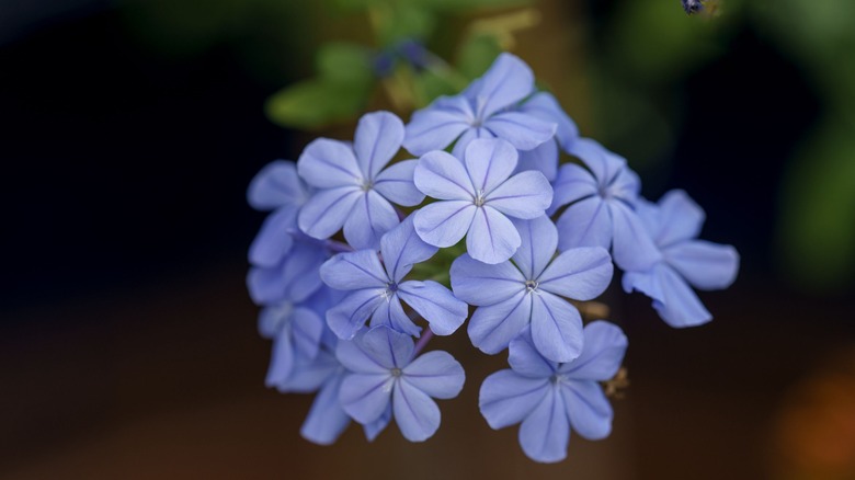 Plumbago flowers