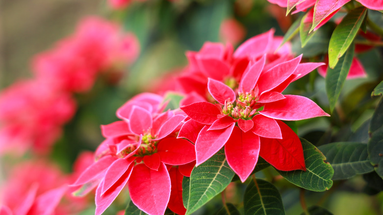 Poinsettias on the vine