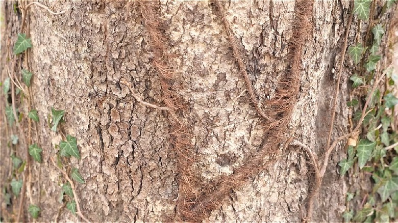 Hairy poison ivy vine growing on tree trunk