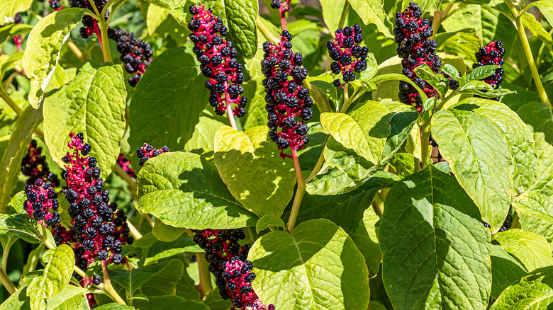 pokeweed berries