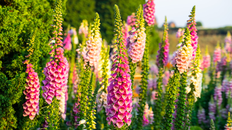 foxglove