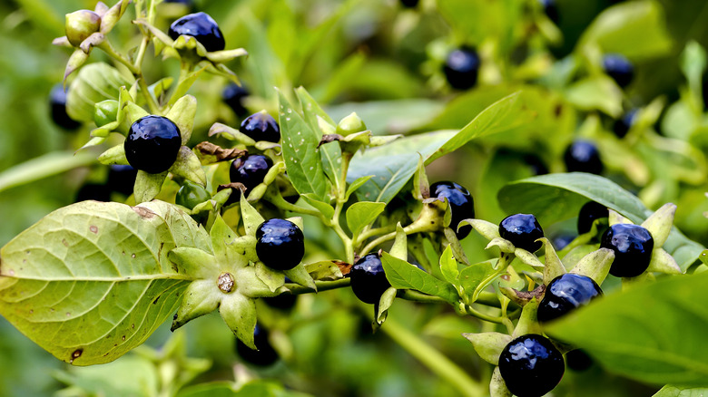 belladonna plant