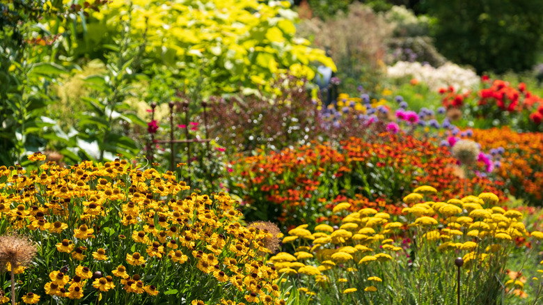 A beautiful garden full of colorful flowers