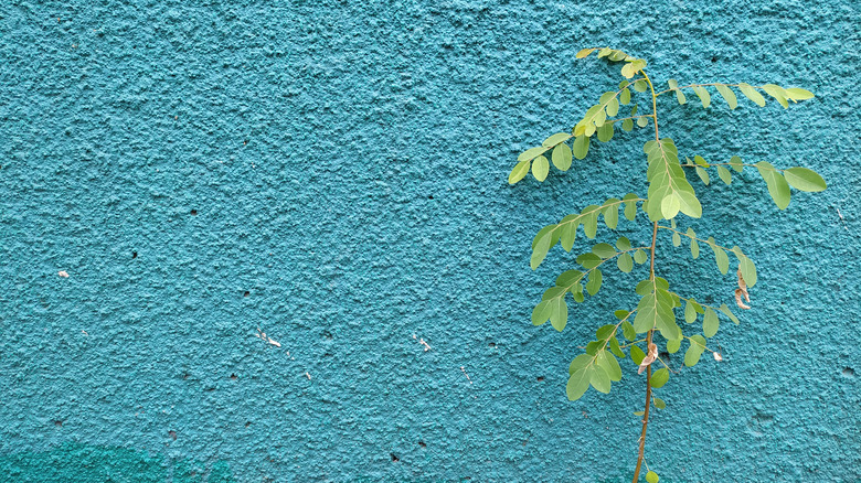 Popcorn wall in blue