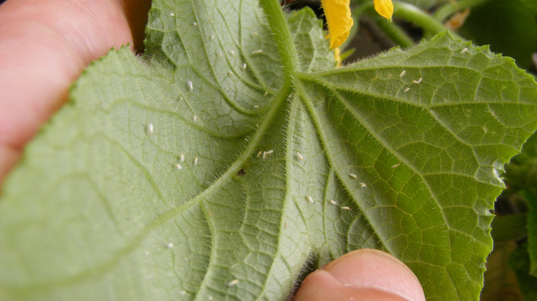 whiteflies on cucumber leaf