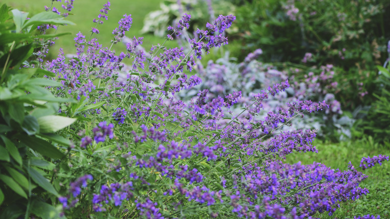 Closeup of purple catmint plant growing outdoors