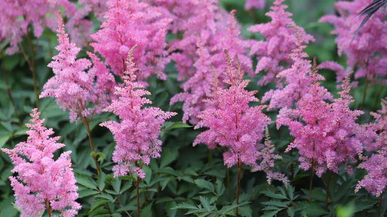 Closeup of pink false goat's-beard blooms