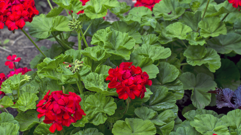 Closeup of red geranium blooms
