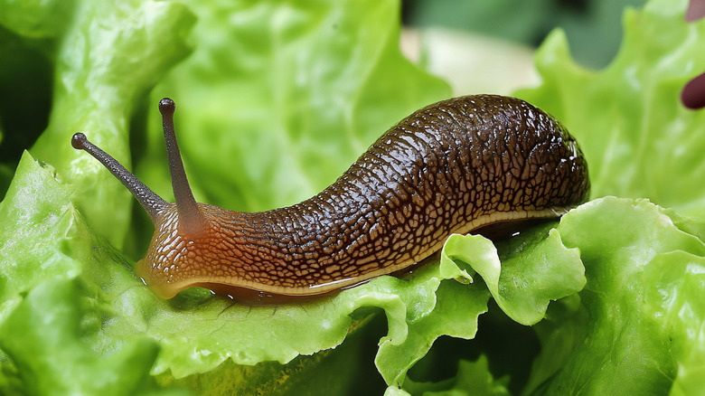 Closeup of a slug on lettuce