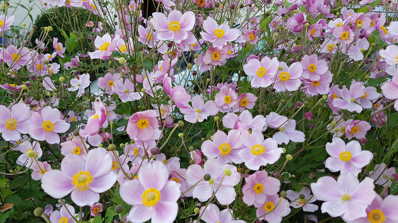 Closeup of pink Japanese anemone plants