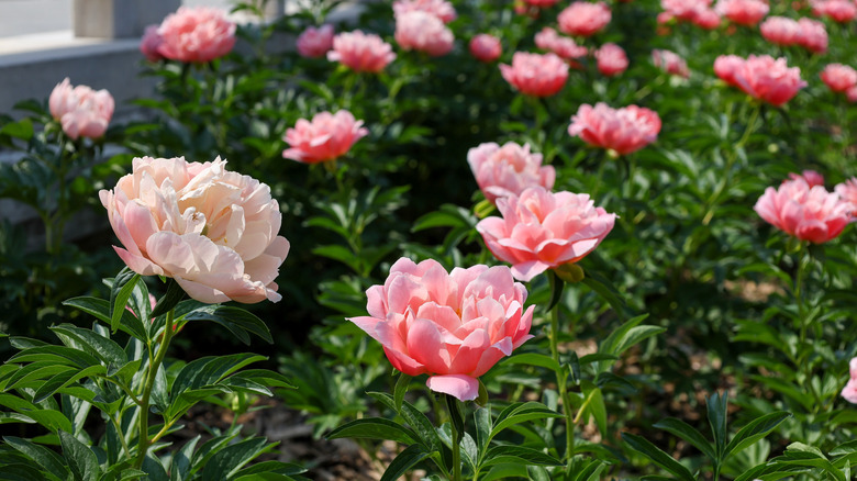 Closeup of pink peony blooms