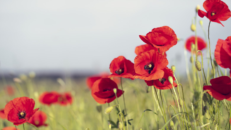 Closeup of red poppies growing in a field