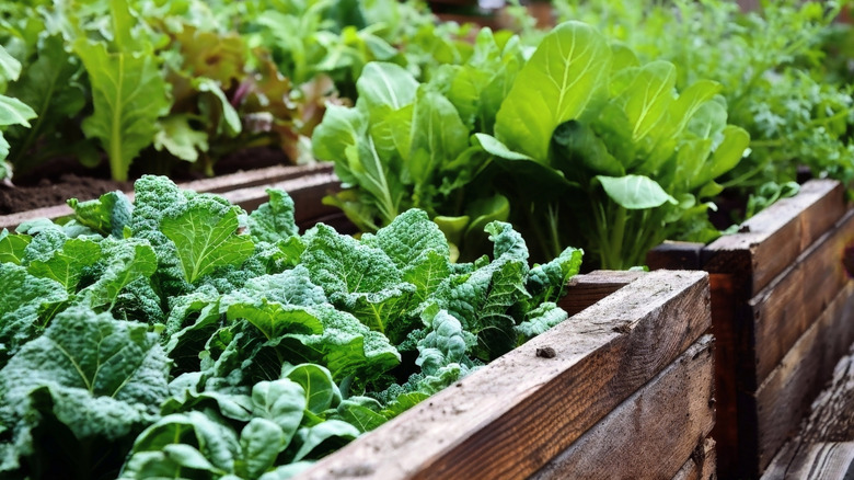 raised bed made out of reclaimed wood