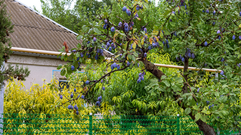 plum tree in the garden