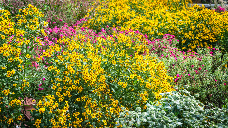 colorful native plants in the garden