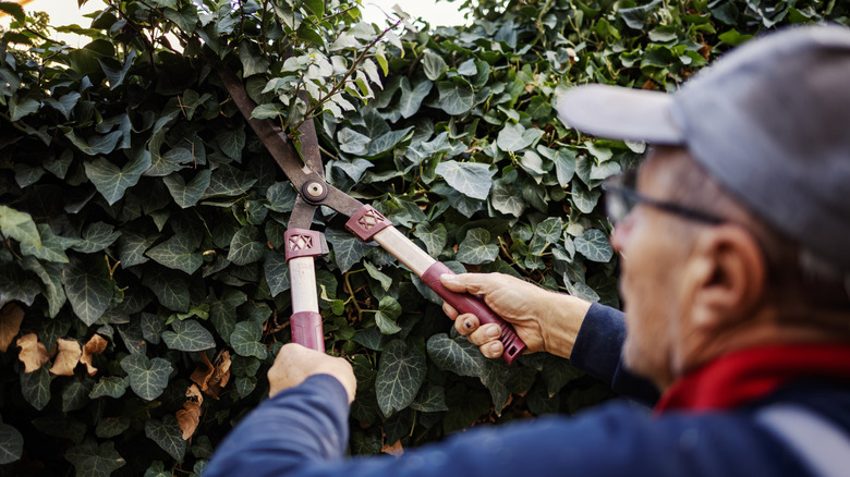 man trimming English ivy