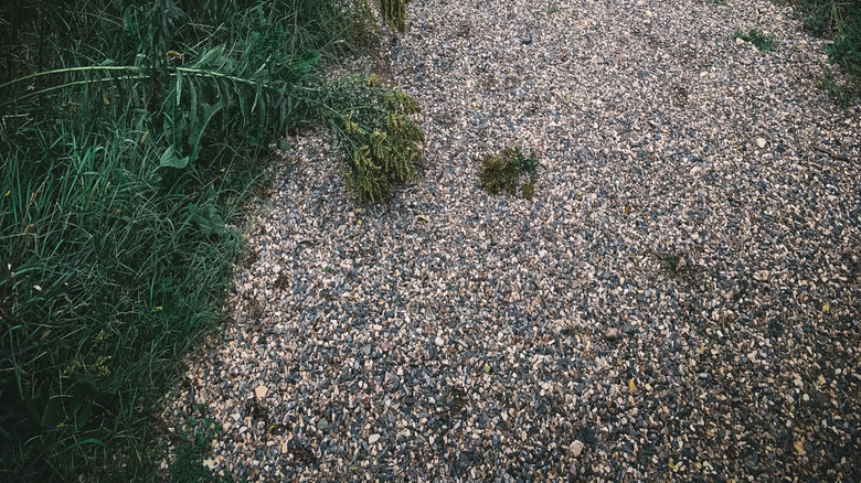 pea gravel pathway through the garden