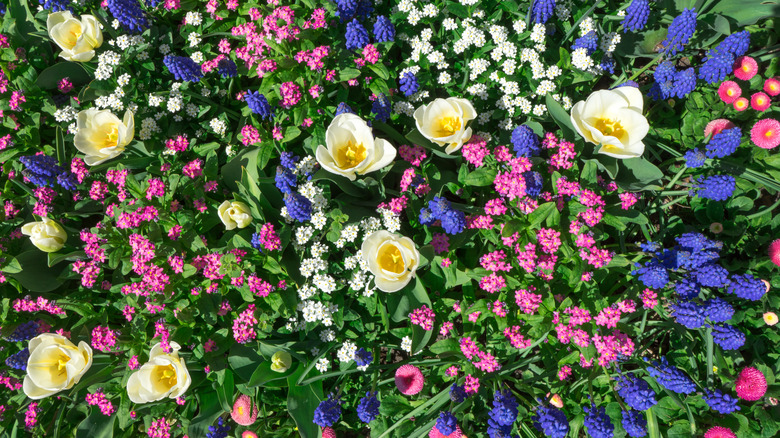 overcowded flower bed with colorful flowers