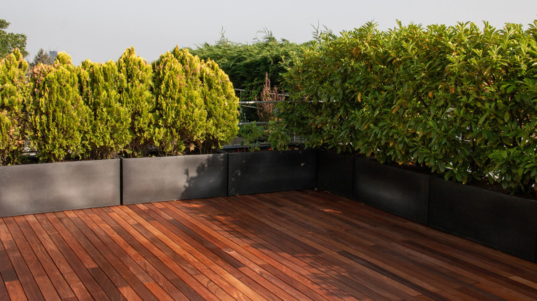 privacy hedge around decking