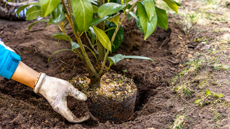 planting a shrub in the garden