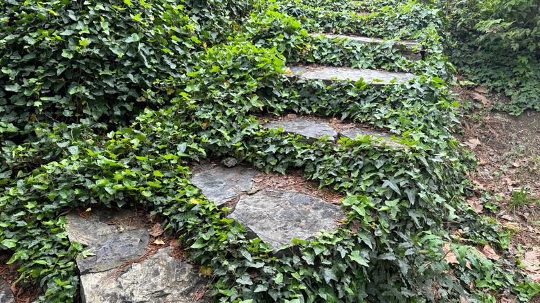 English ivy in the garden