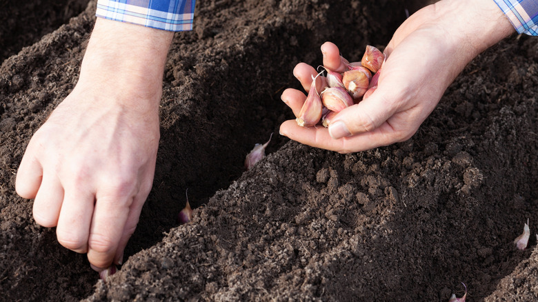 A person holds garlic cloves in one hand and plants them in deep rows in soil with the other