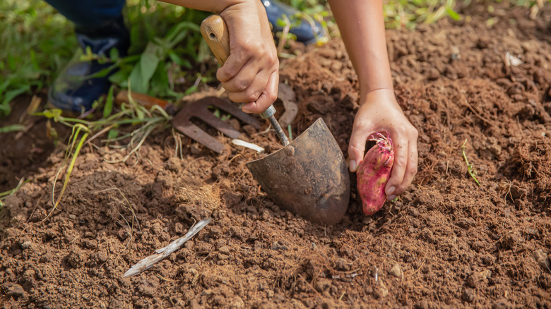 A person holds a shovel in one hand while planting a sprouting sweet potato with the other