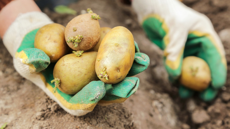 A person holds a bundle of seed potatoes in one gloved hand and plants them into the soil with the other