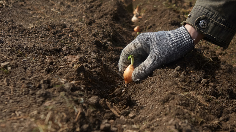 A person plants an onion set in a trench dug into a garden bed