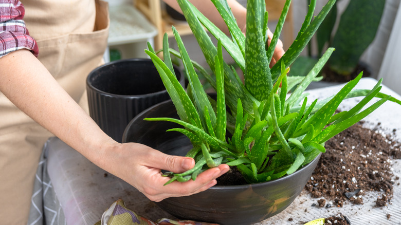 Person upotting an aloe vera plant with pups.